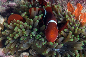 North Sulawesi-2018-DSC03465_rc- Spinecheek Anemonefish - Poisson clown a joues epineuses - Premnas biaculeatus